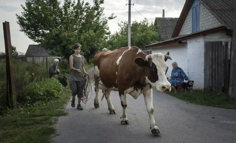 Продам корову