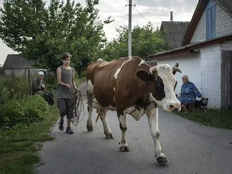 Продам корову