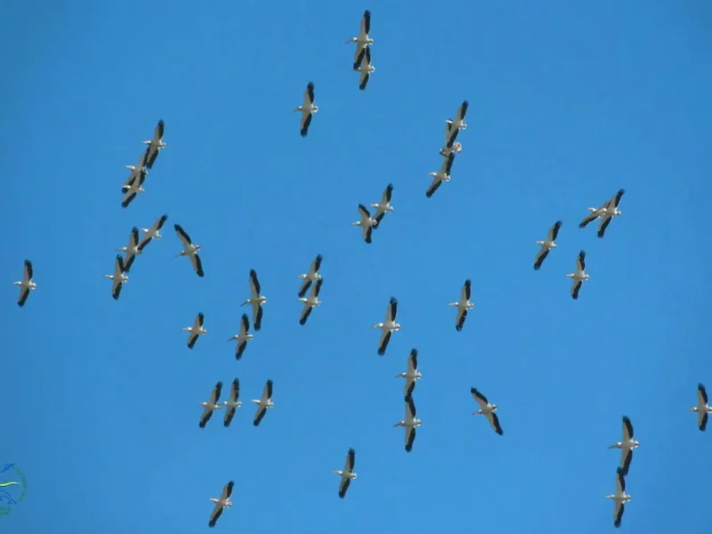 рожеві пелікани