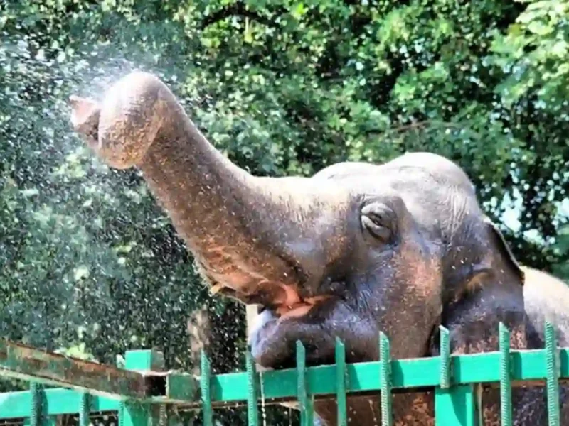 Слон в Одеському зоопарку