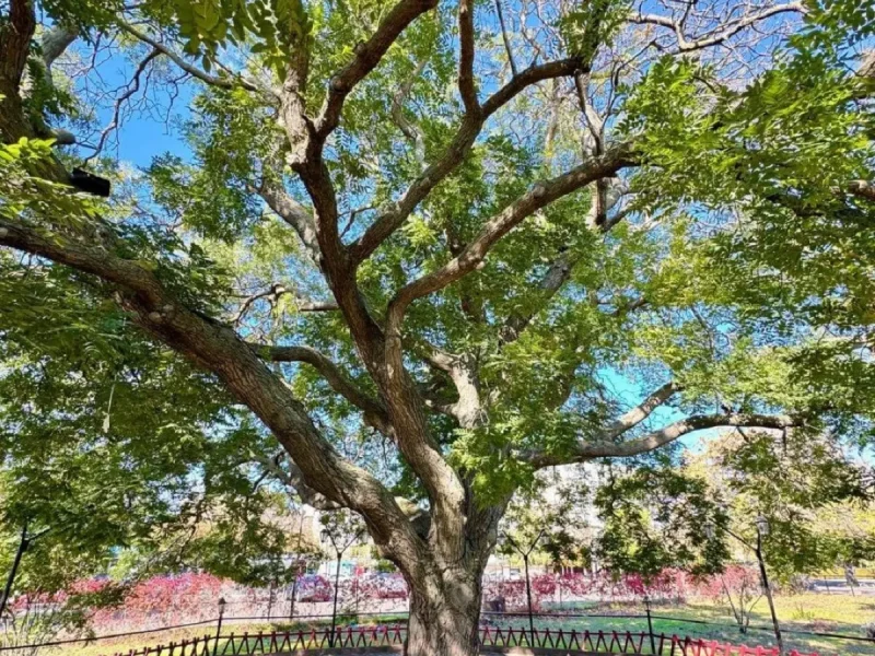 Софора з Чорноморська вийшла у фінал конкурсу «Європейське дерево року»