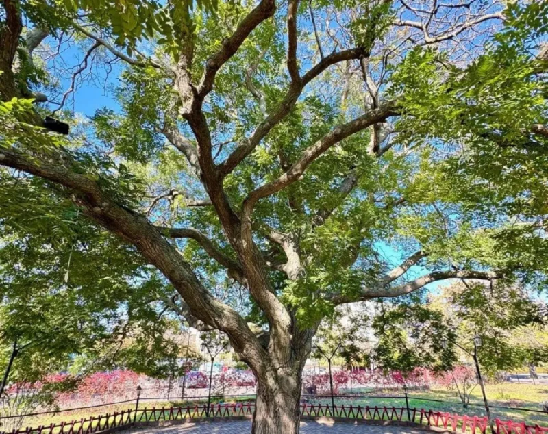 Софора з Чорноморська вийшла у фінал конкурсу «Європейське дерево року»