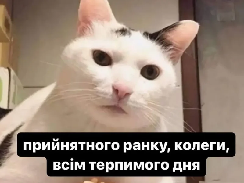 Котик здоровается с коллегами