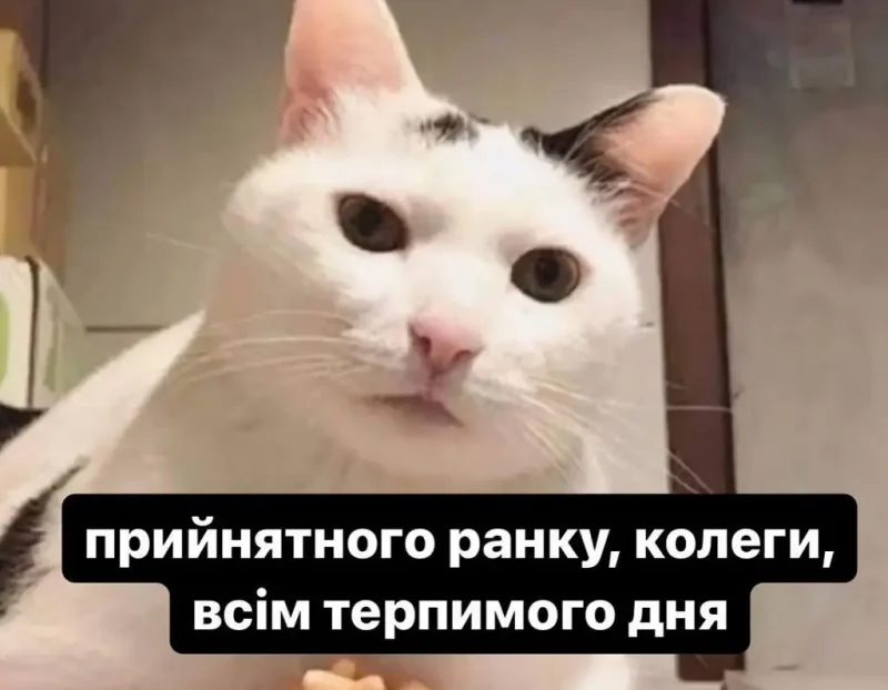 Котик здоровается с коллегами