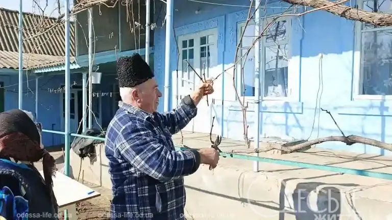 Обрізання винограду