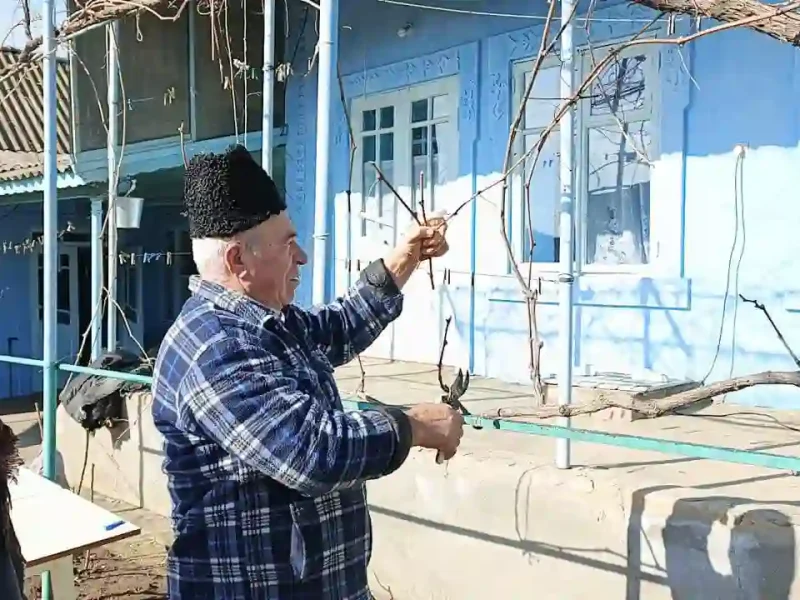 Обрізання винограду