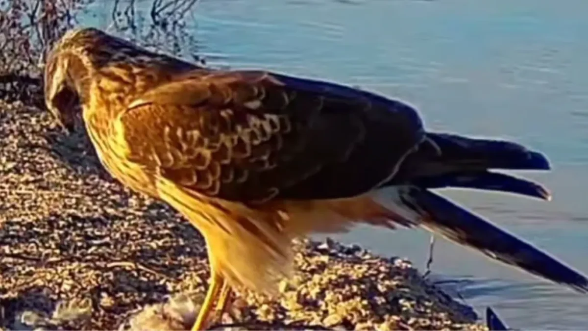 тузлівські лимани