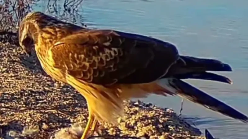 тузлівські лимани