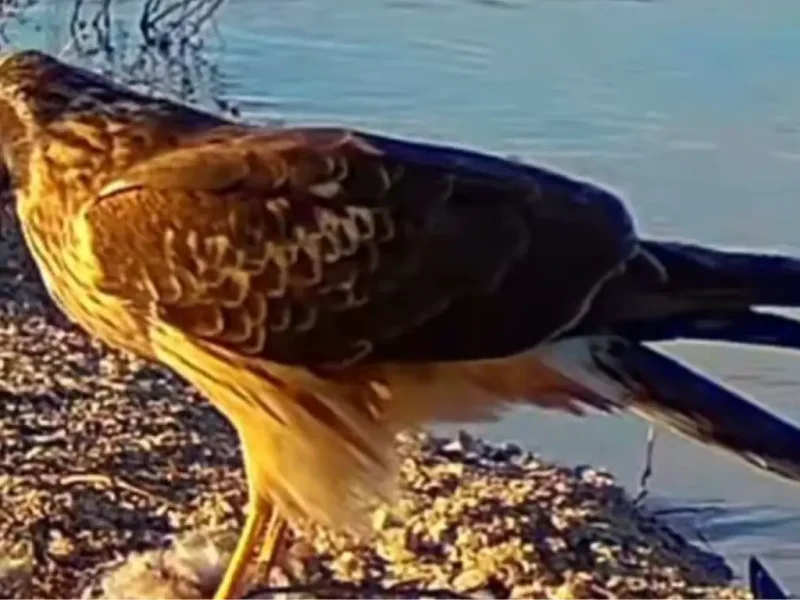 тузлівські лимани