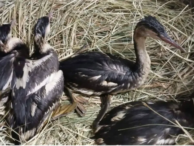 спасение уток в Одессе