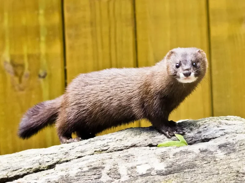 європейська норка