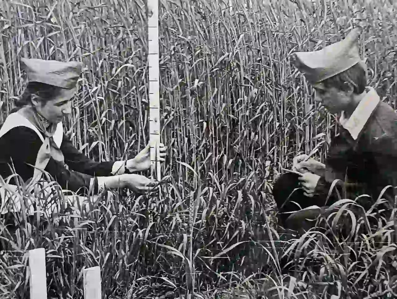 Юнат Ліда Мостова (ліворуч) на дослідній ділянці