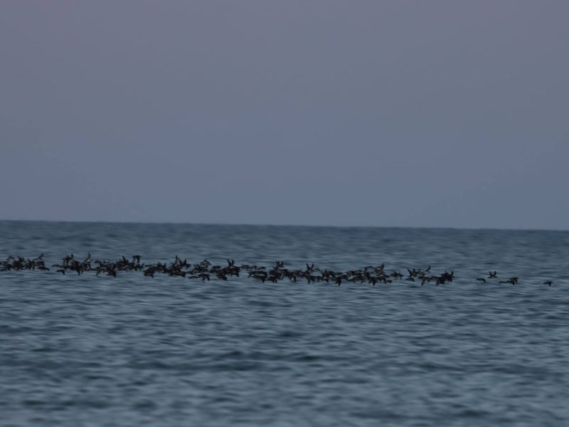 міграція птахів