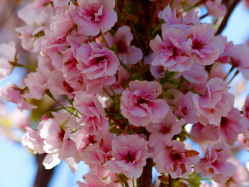 сакура в Одесі