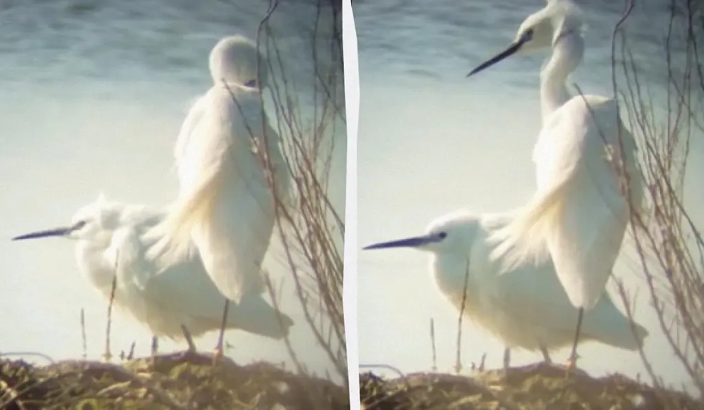Білосніжний десант: у нацпарк в Одеській області повернулися червонокнижні чаплі