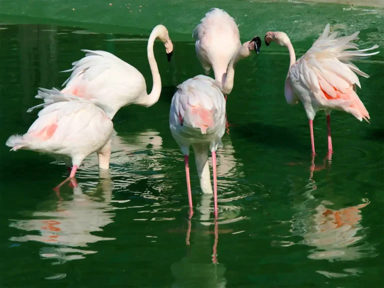 Дивовижна грація фламінго