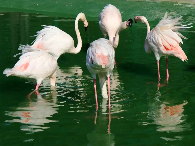 Дивовижна грація фламінго