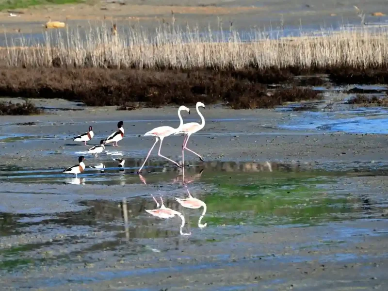 Фламінго на Куяльницькому лимані
