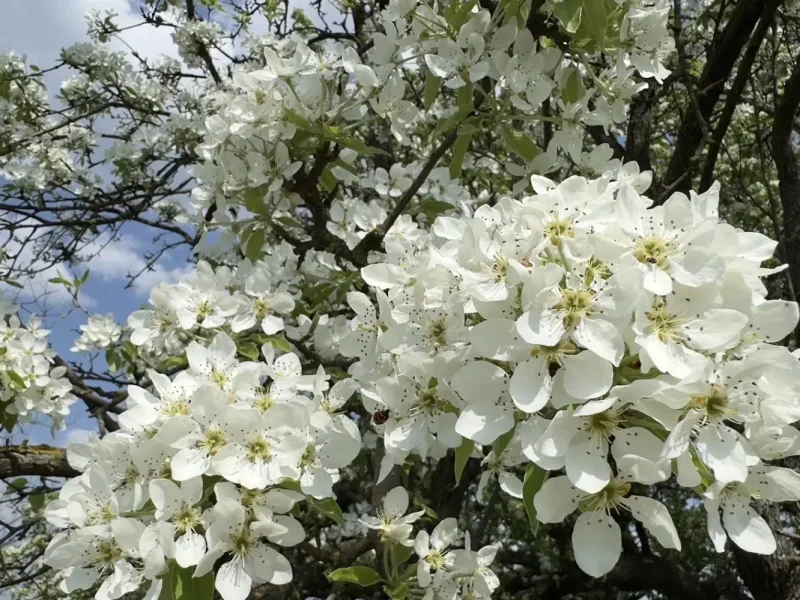 В селе Адамовка на Одесчине расцвело уникальное дерево возрастом до 400 лет