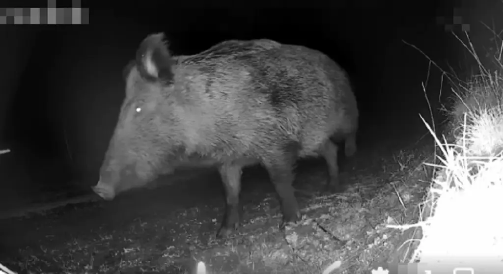 Кабаны у границы: пограничники показали необычное видео из Одесской области