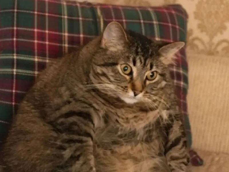 Толстый котик на диване