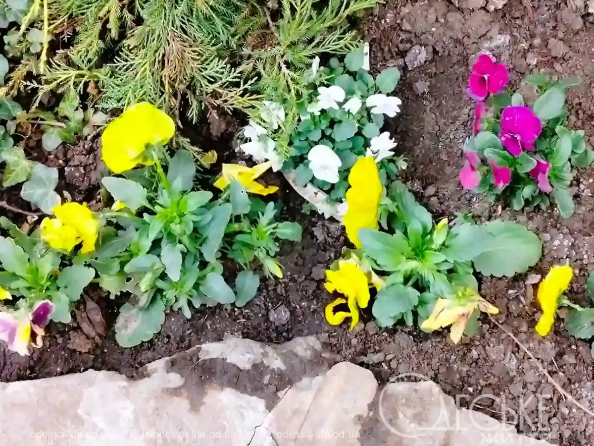 Квітучі клумби Одеси: де шукати весну, коли вона ще тільки прокидається (фоторепортаж)