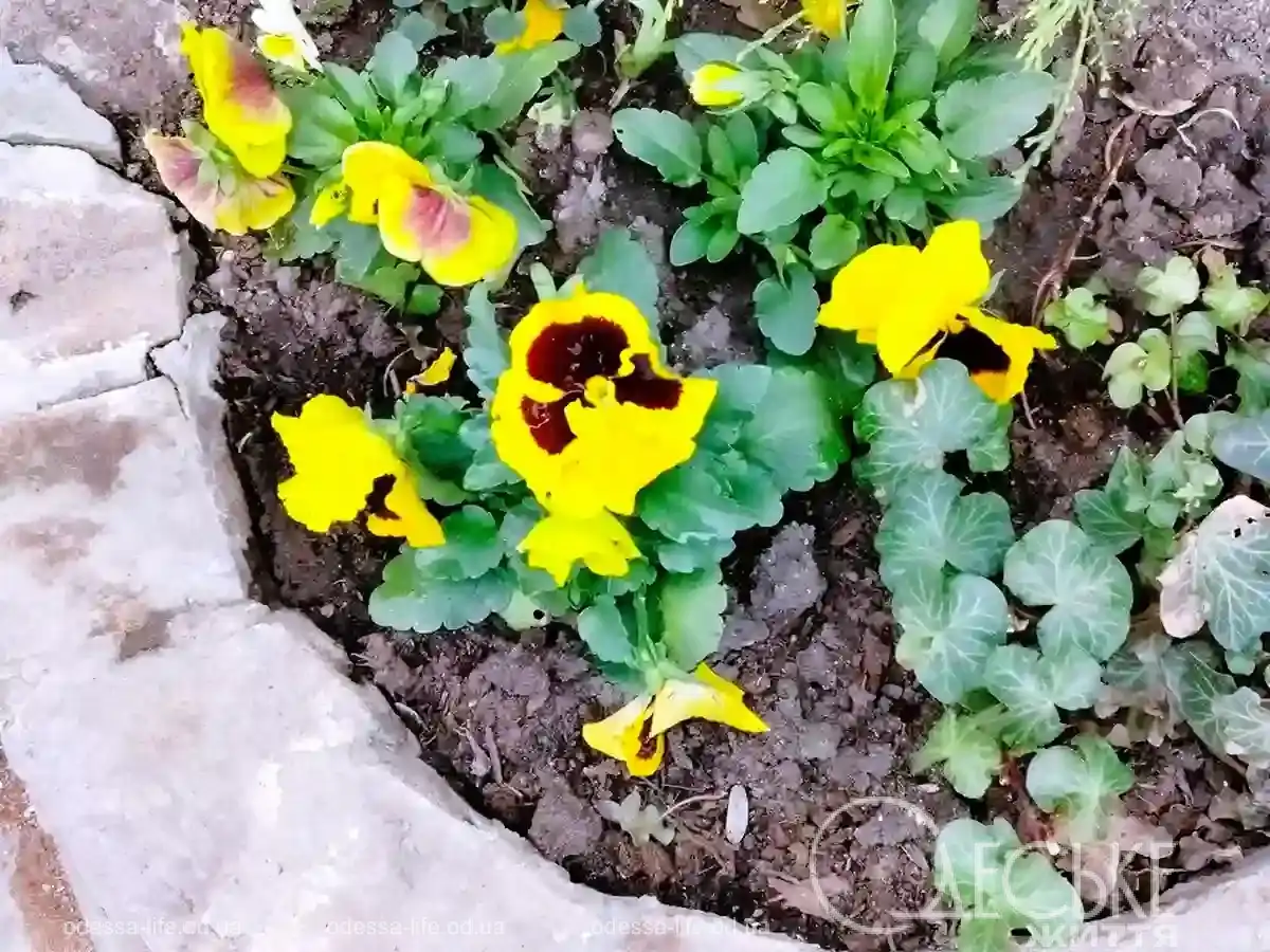 Квітучі клумби