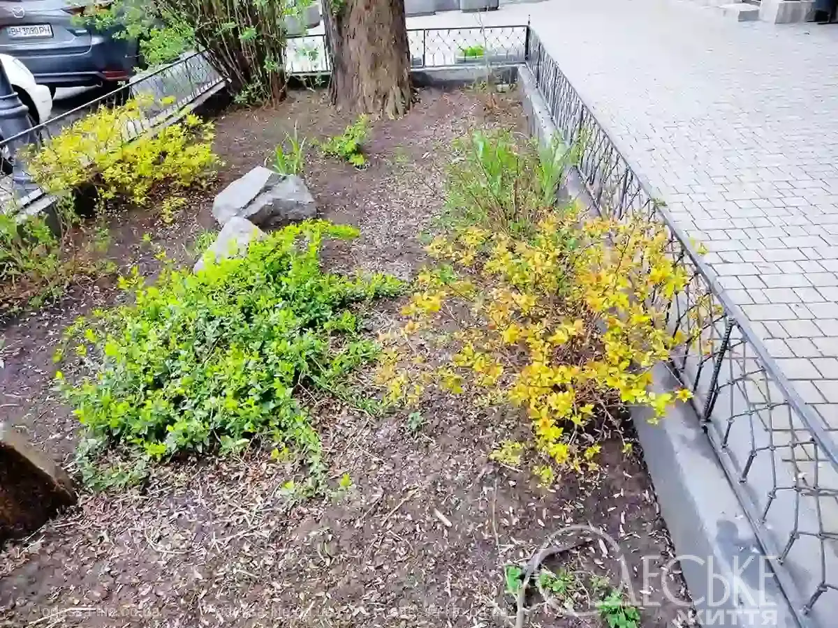 Квітучі клумби