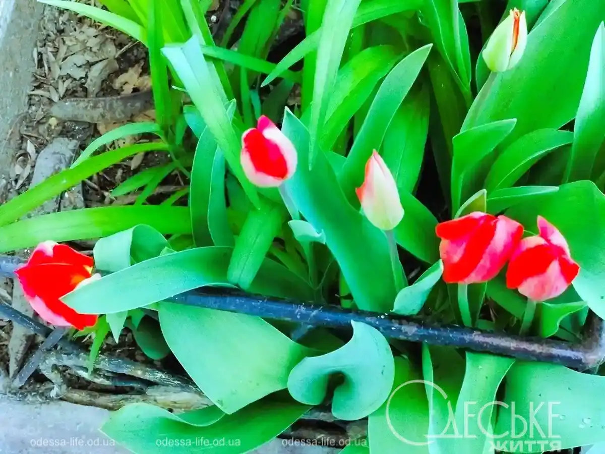 Квітучі клумби