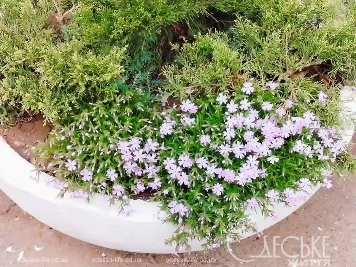 Квітучі клумби