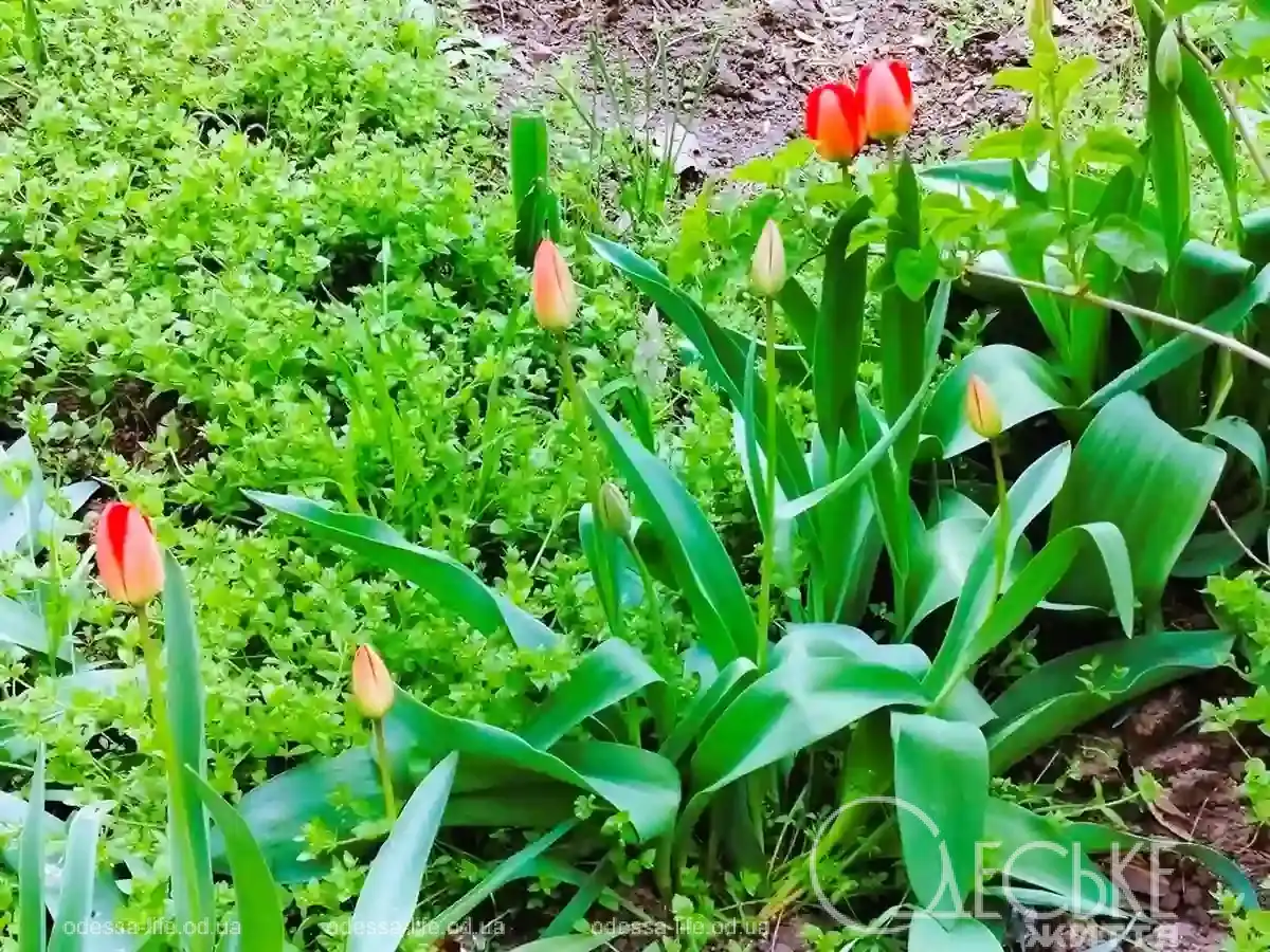 Квітучі клумби