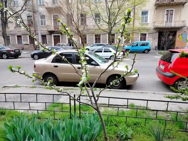 Квітучі клумби