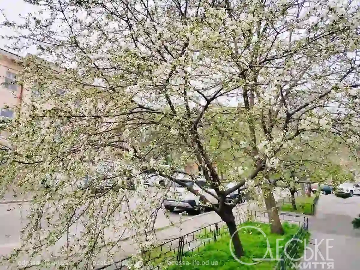 Квітучі клумби