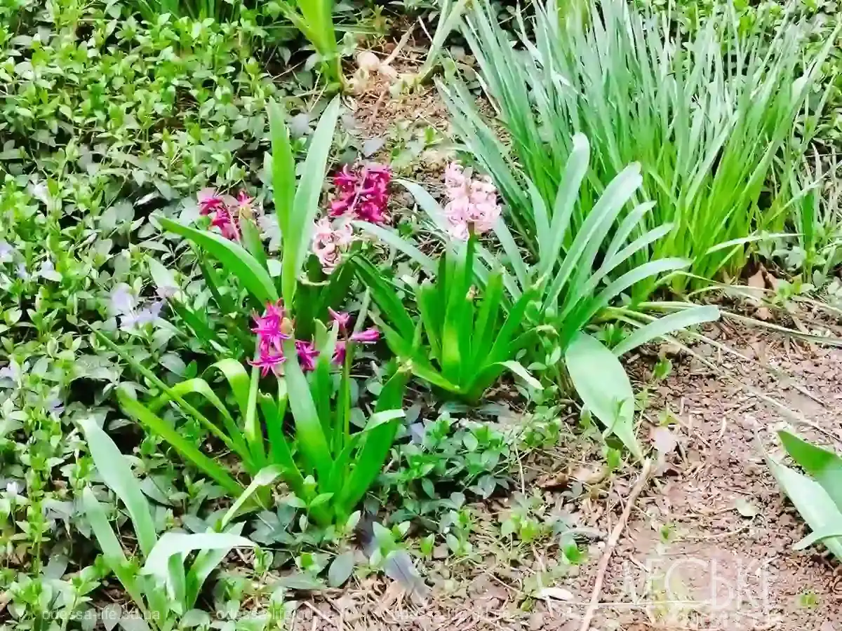 Квітучі клумби