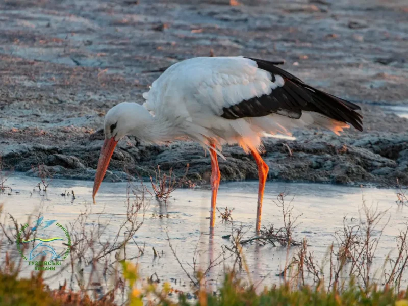 лелеки на одещині