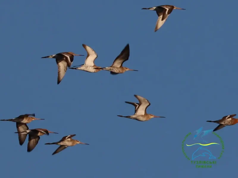 міграція птахів