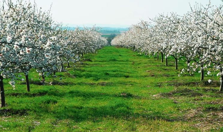 мигдаль в Одеській області