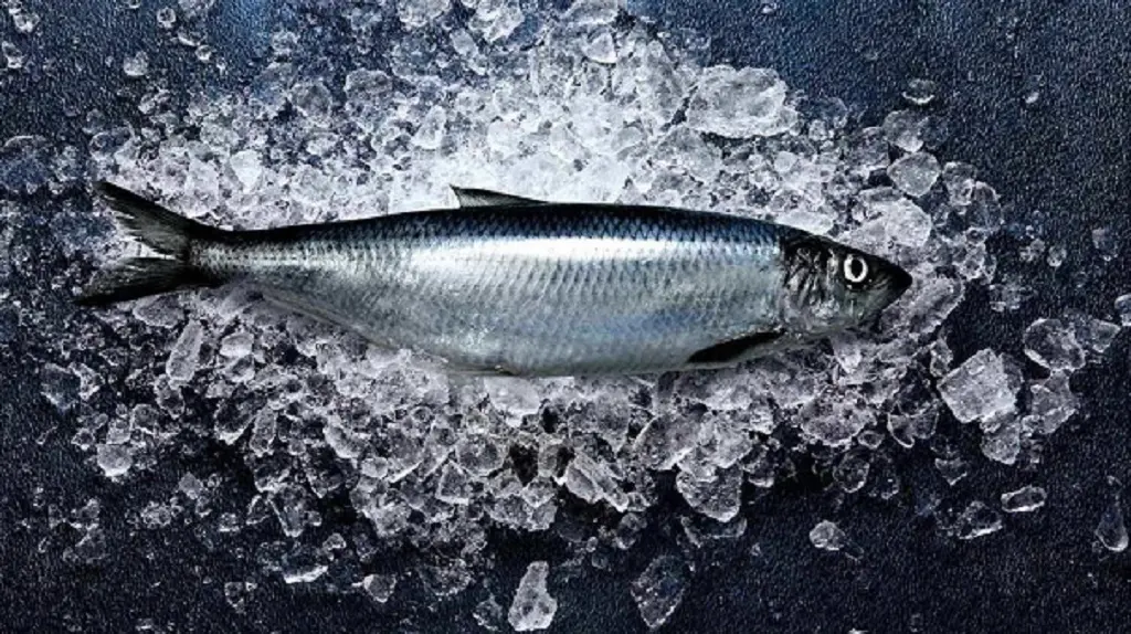 В Одеській області вводять заборону на вилов чорноморського оселедця через нерест