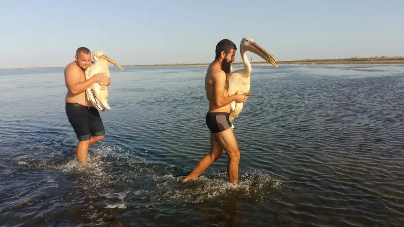 пелікани врятовані