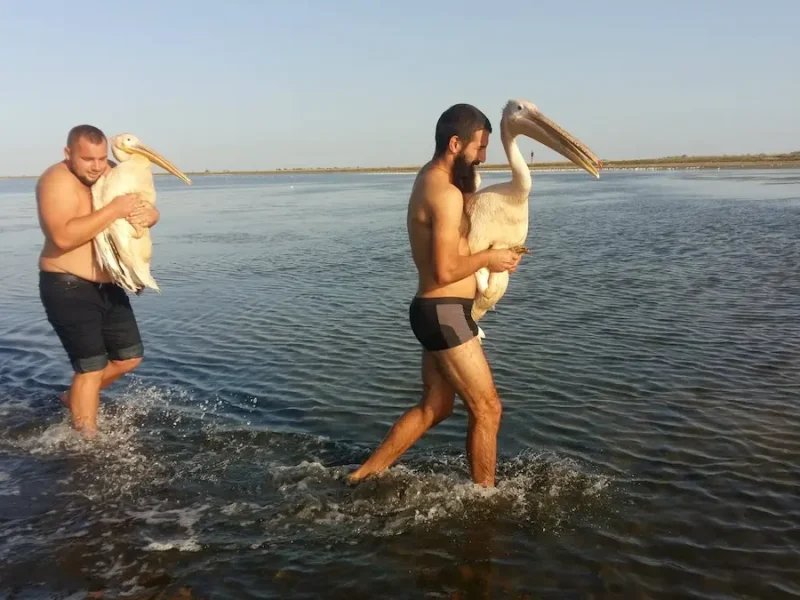 пелікани врятовані