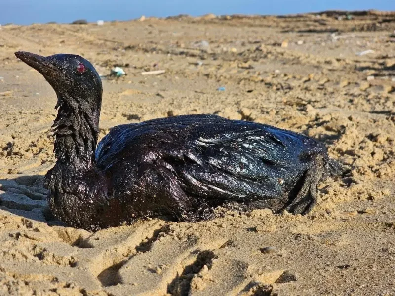 птахи в чорному морі