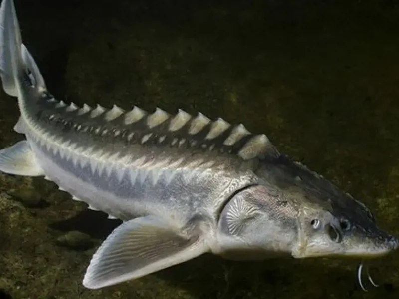 Рыба севрюга в естественной среде обитания