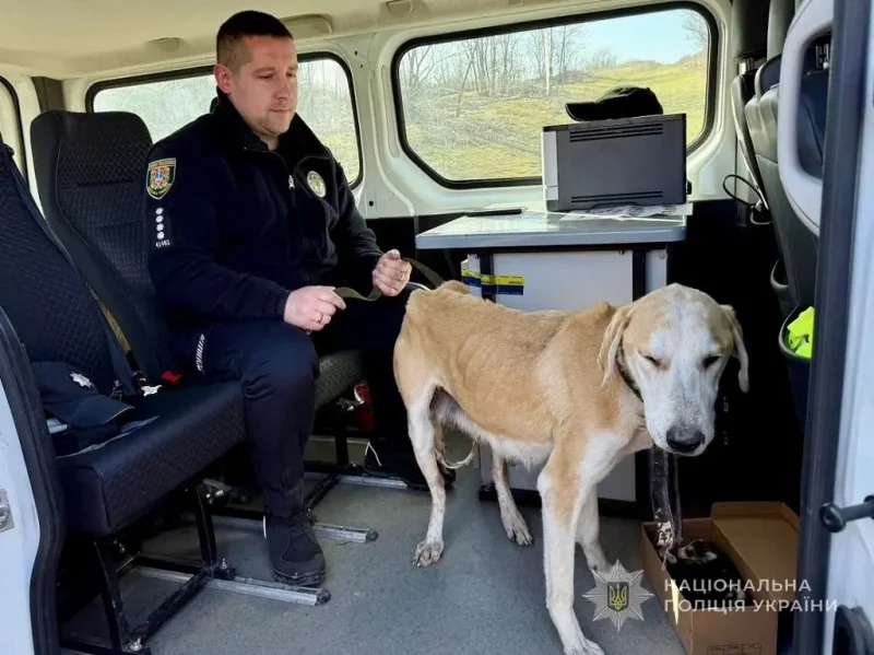 Полицейский и пострадавшая от живодера собака