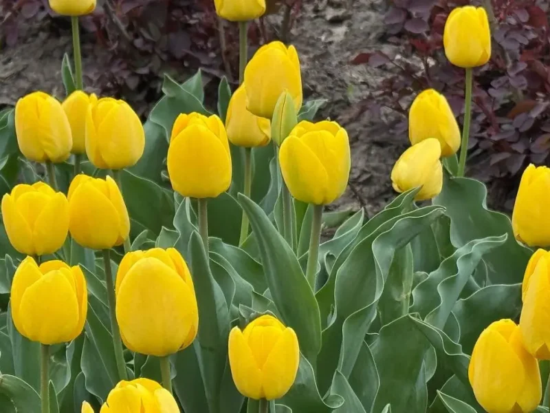 В Одесі розквітають тюльпани з Нідерландів