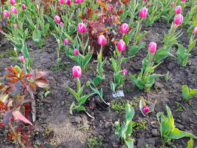В Одессе за несколько дней вандалы уничтожили и украли почти 300 тюльпанов, высаженных на городских клумбах