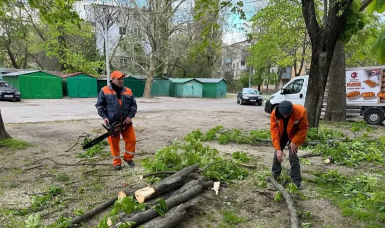 Штормовий вітер повалив в Одесі 37 дерев. Комунальні служби працюють у посиленому режимі.