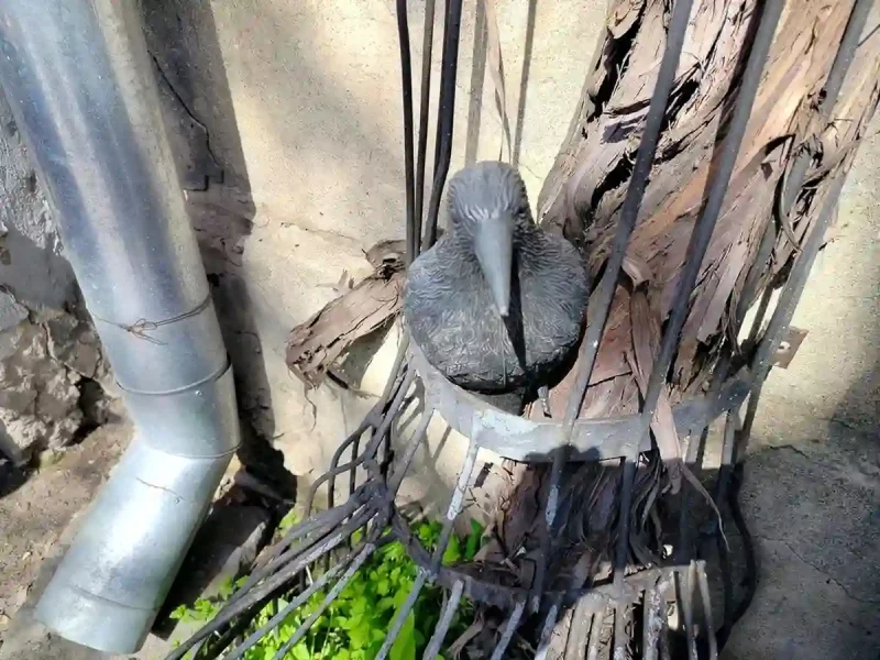 Ворона - арт-об'єкт