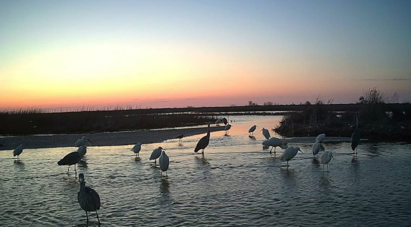 Тузлівські лимани