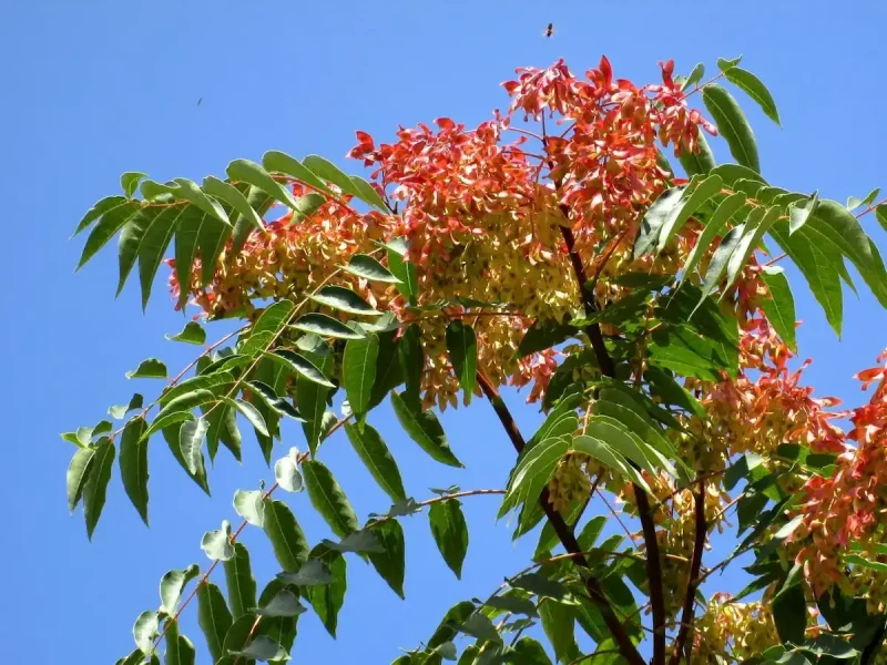 айлант