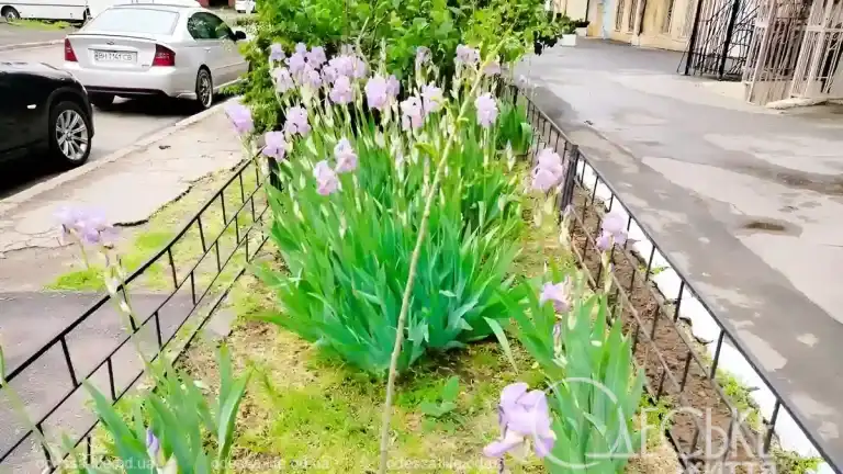 Після дощу в Одесі